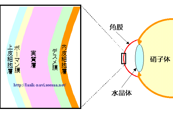 角膜構造